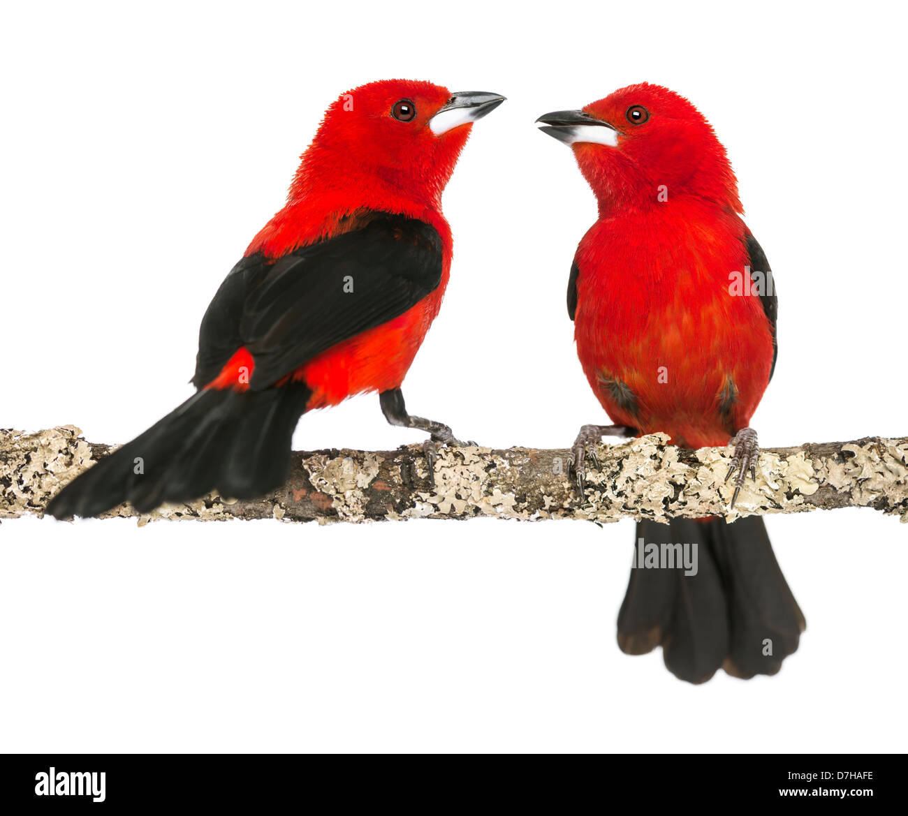 Two Brazilian Tanagers, Ramphocelus bresilius, perched on a branch in front of a white background Stock Photo