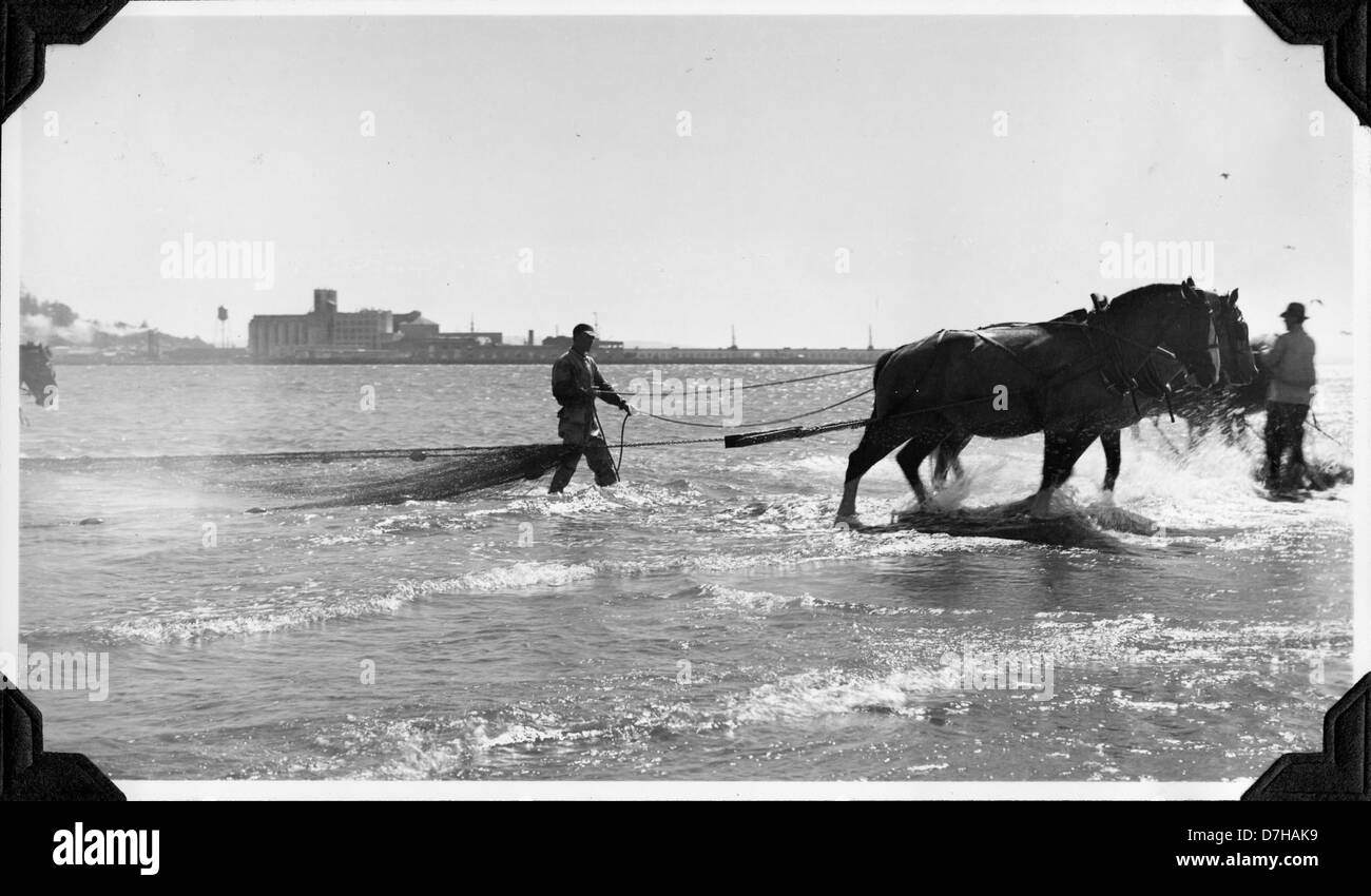 The image shows fishermen hauling in a seine net as part of the Pacific ...