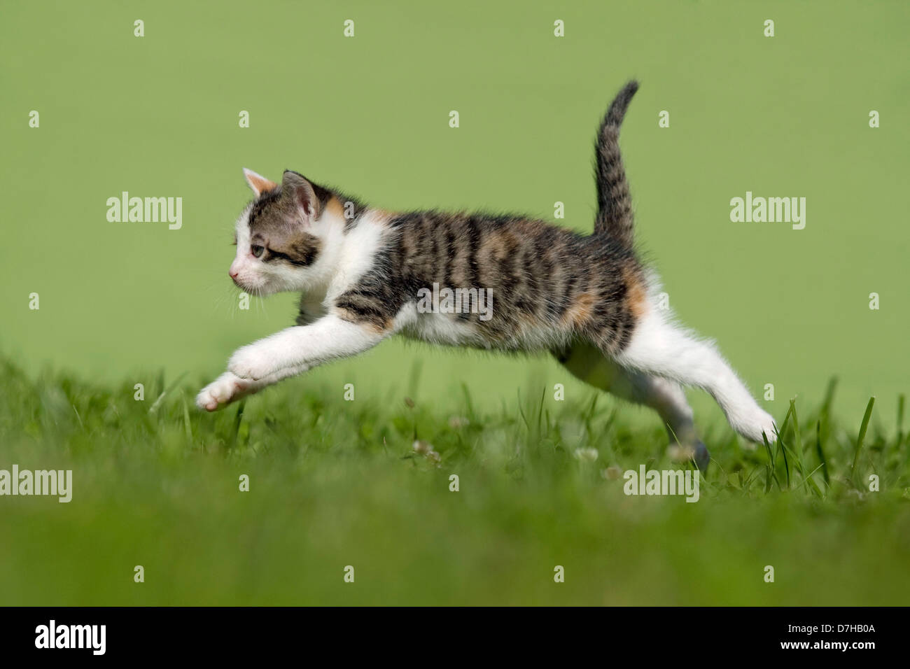 domestic cat running speed