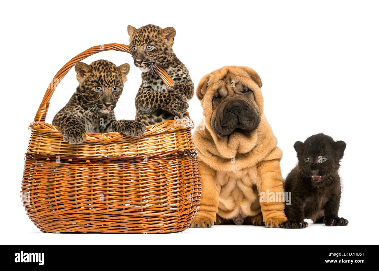 Sharpei puppy with Black Leopard cub and Spotted Leopards cubs in a wicker basket against white background Stock Photo