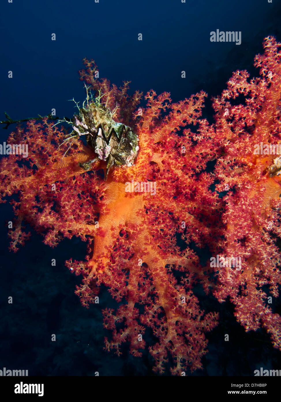 Soft Coral, Taken at Ras Mohamed in Red Sea, Egypt. Stock Photo