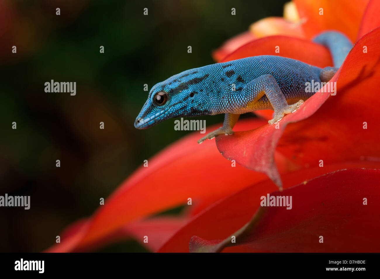 Williams' Dwarf Gecko, Electric Blue Gecko (Lygodactylus williamsi). Male in a red bromeliad