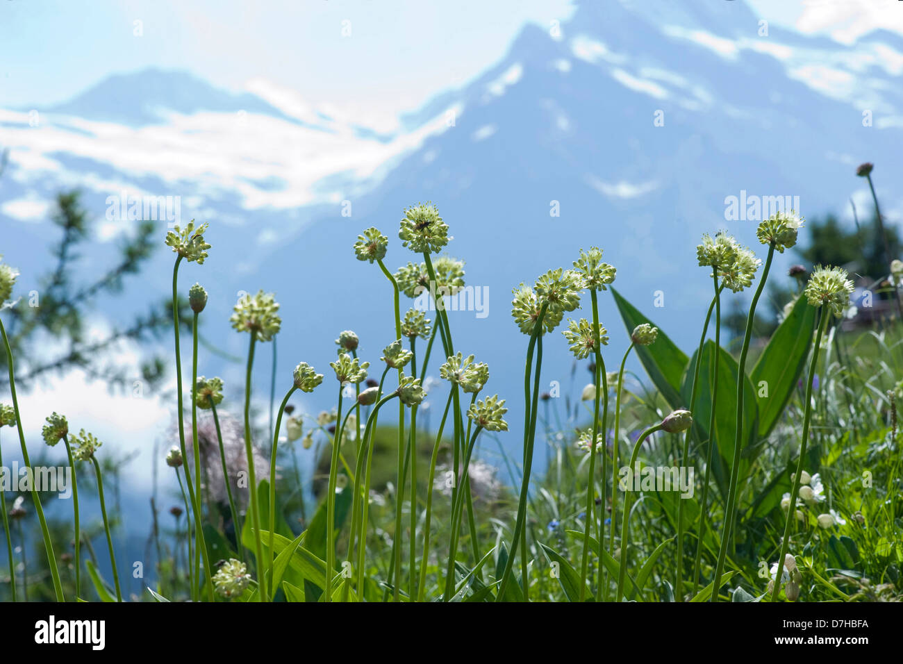 Alpine Leek Victory Onion  Allium victorialis flowering plants in mountainous landscape Stock Photo