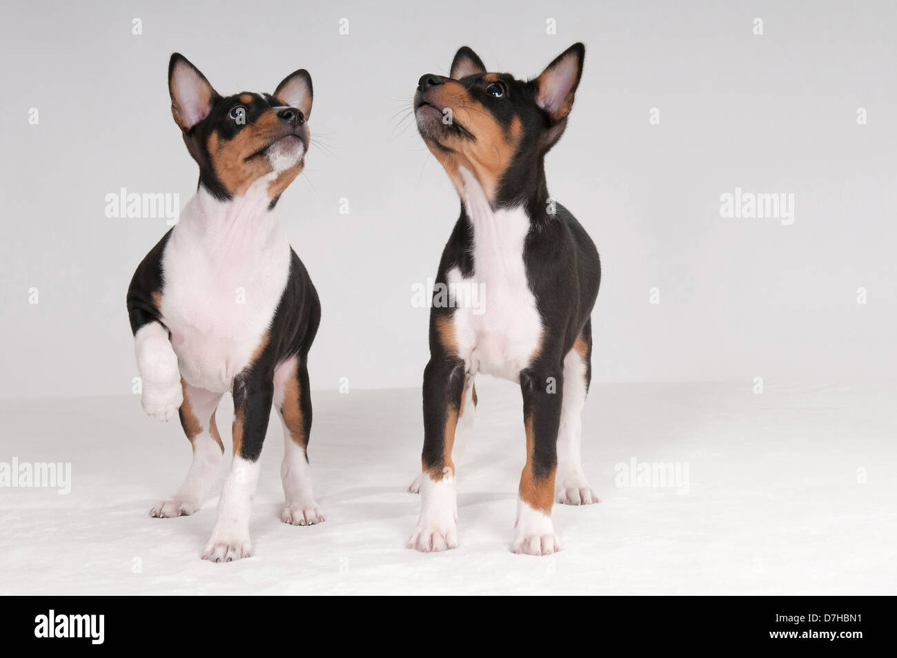 Can My 9 Week Old Puppy Be Around Other Dogs