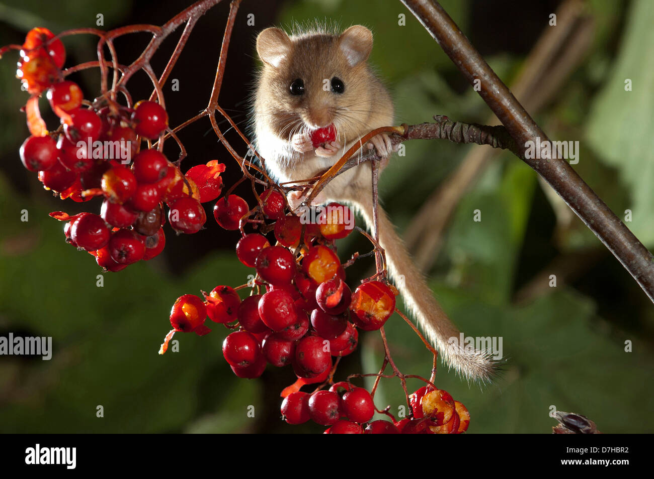Dormouse (Muscardinus avellanarius) eating Rowan berries (Sorbus intermedia), Stock Photo