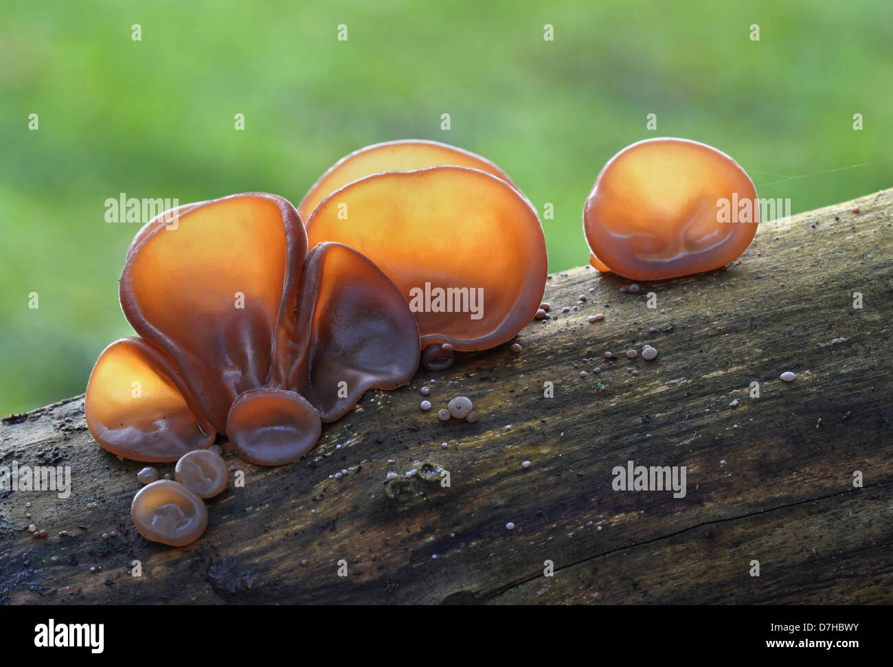Wood Ear Fungus, Ear Fungus, Muerr Fungus or Jew's Ear (Auricularia
