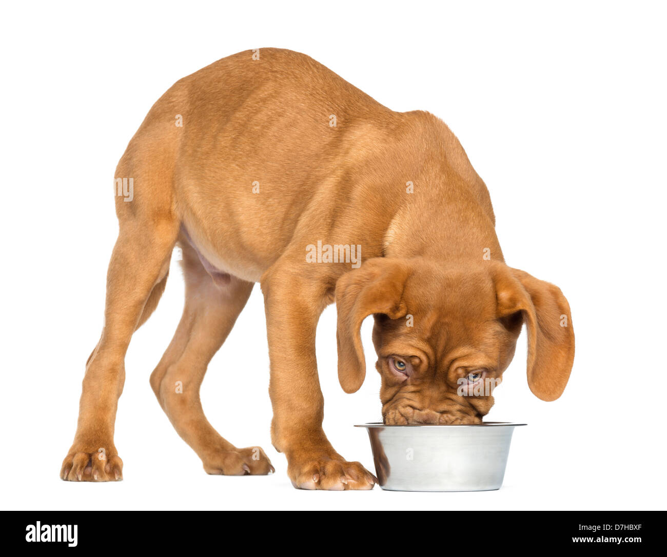 Dog food for hot sale 4 month old puppy
