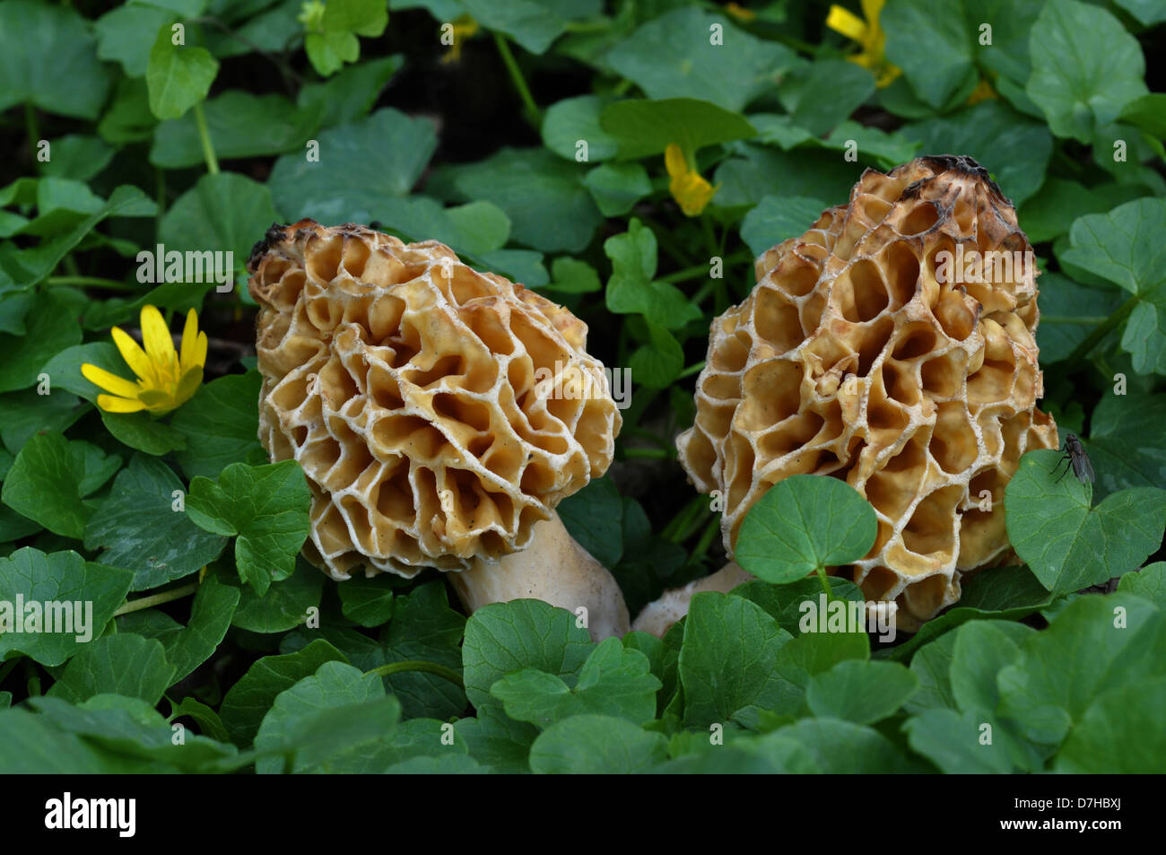 Yellow Morel, Common Morel (Morchella esculenta), a highly sought after edible mushroom Stock Photo