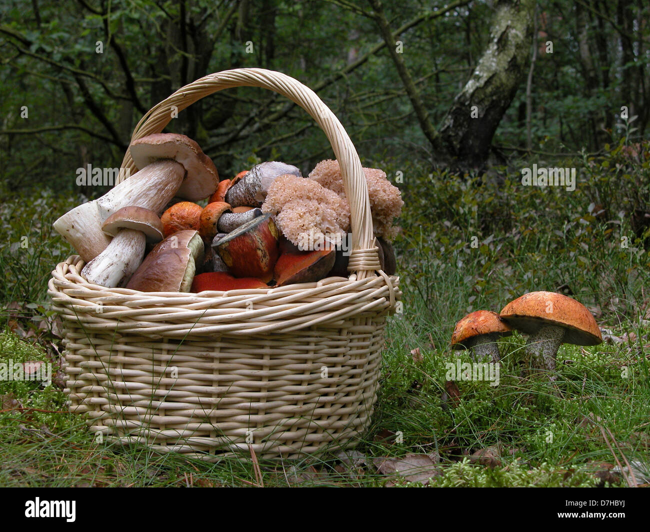 Basket filled with King Boletes (Boletus edulis), Dotted Stem Boletes (Boletus erythropus, Boletus luridiformis), Cauliflower Mu Stock Photo