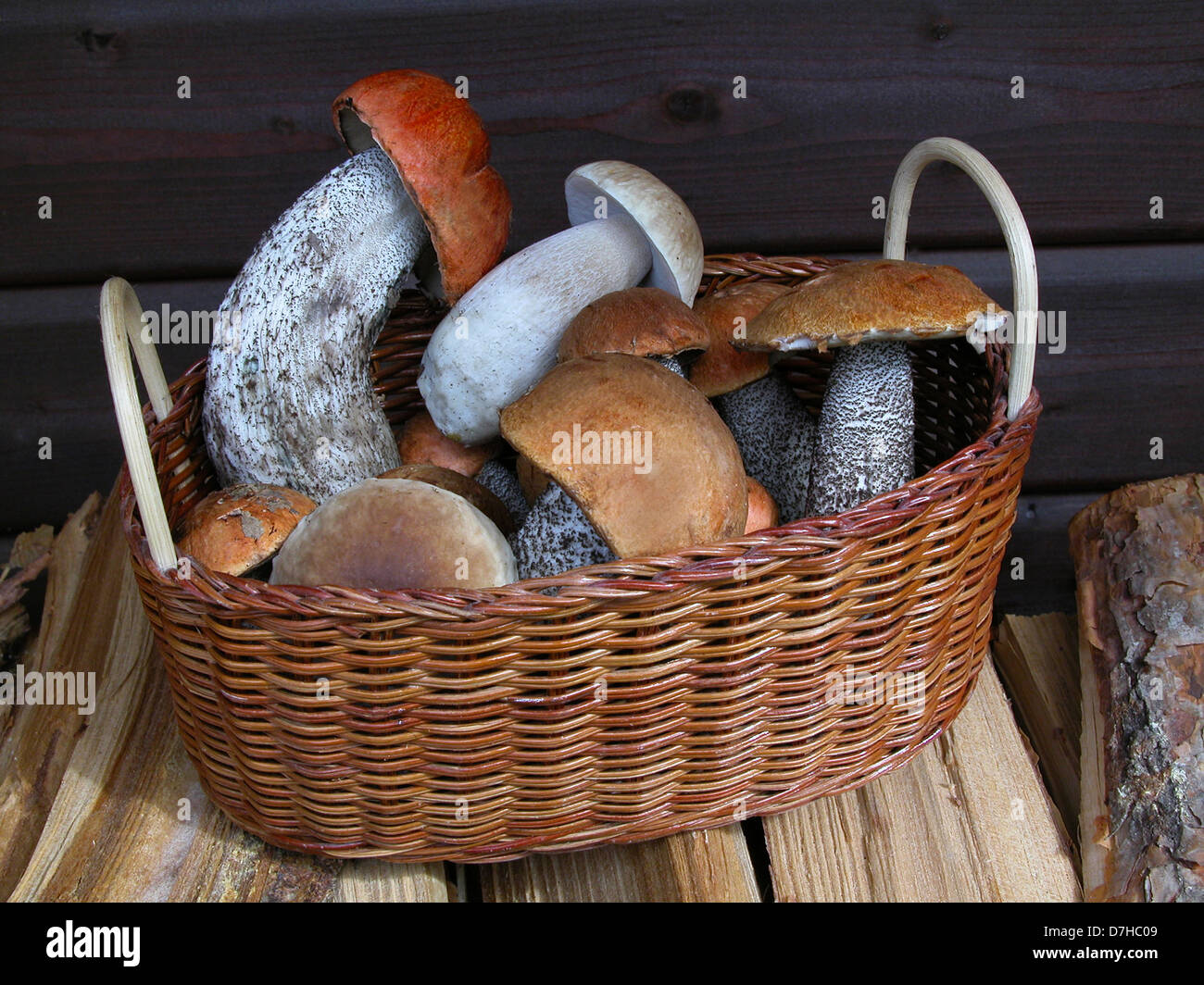 Basket filled with King Boletes (Boletus edulis) and Leccinum mushrooms Stock Photo