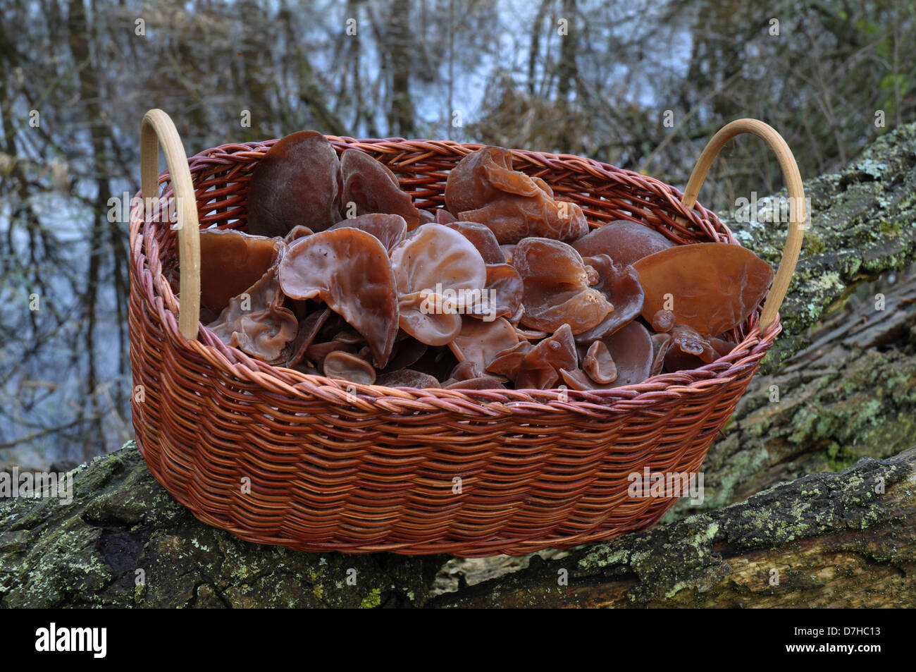 Wood Ear Fungus, Ear Fungus, Muerr Fungus or Jew's Ear (Auricularia