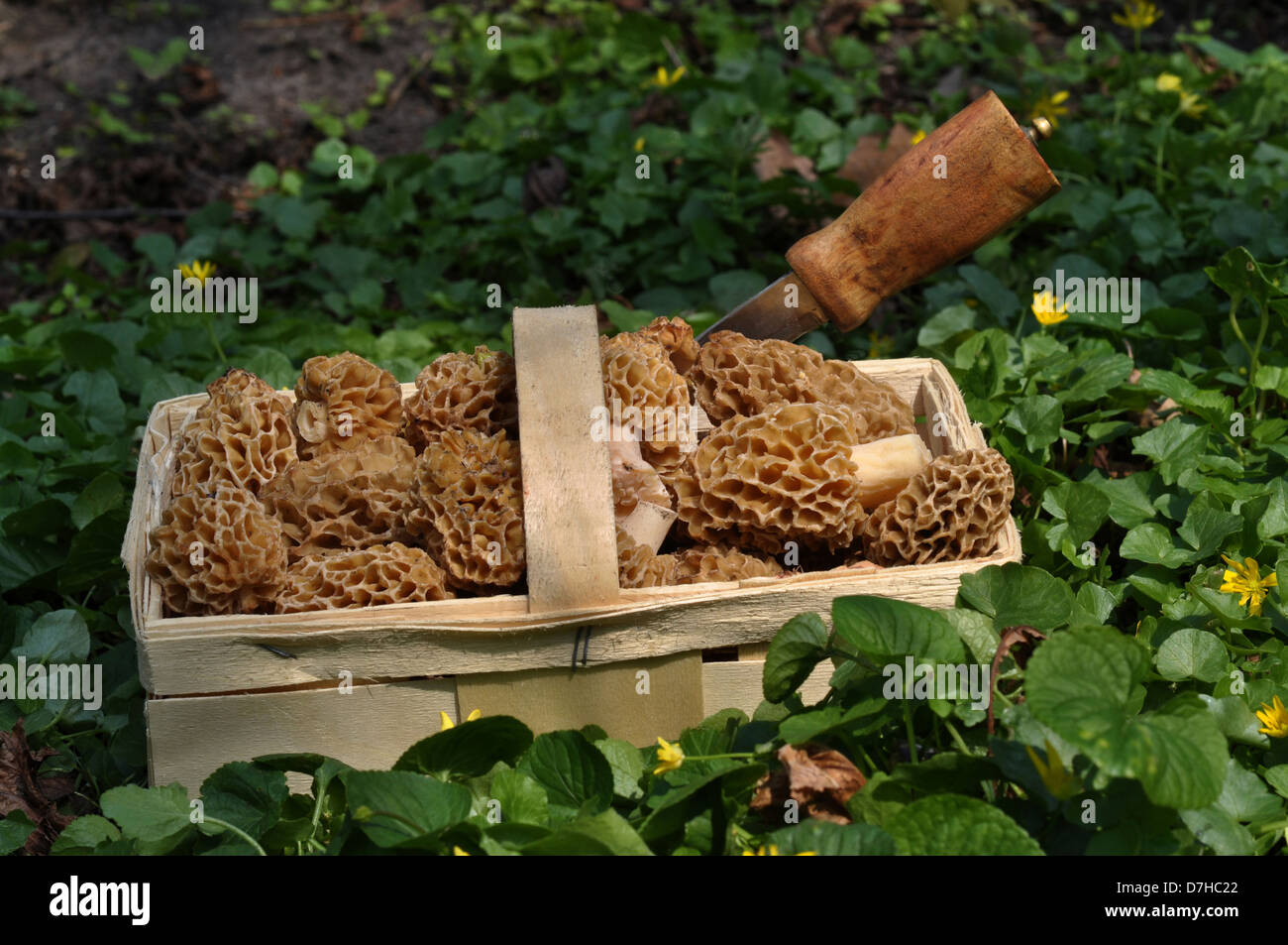 Basket filled with Yellow Morels, Common Morels (Morchella esculenta) Stock Photo