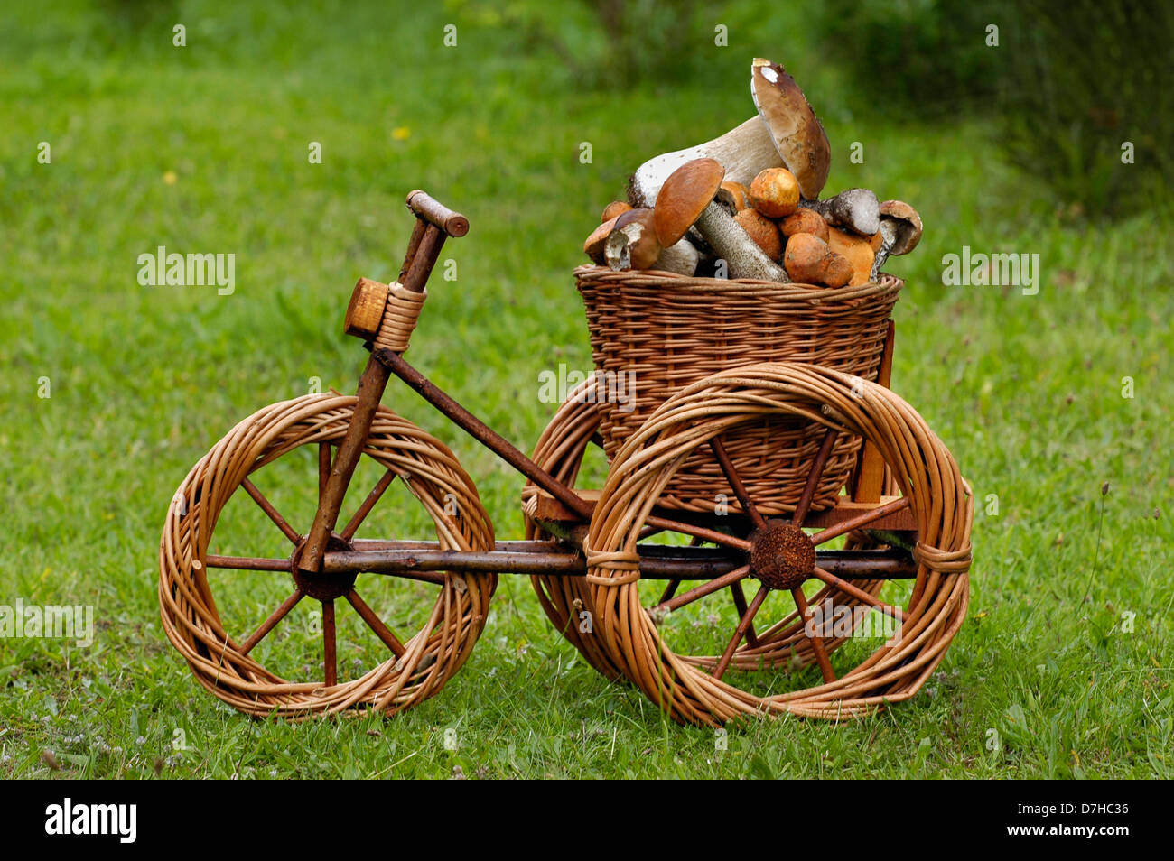 Basket filled with King Boletes (Boletus edulis) and Leccinum mushrooms on a decorative tricycle Stock Photo