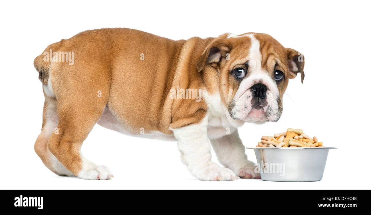 English Bulldog and Berliner, streamers Stock Photo - Alamy