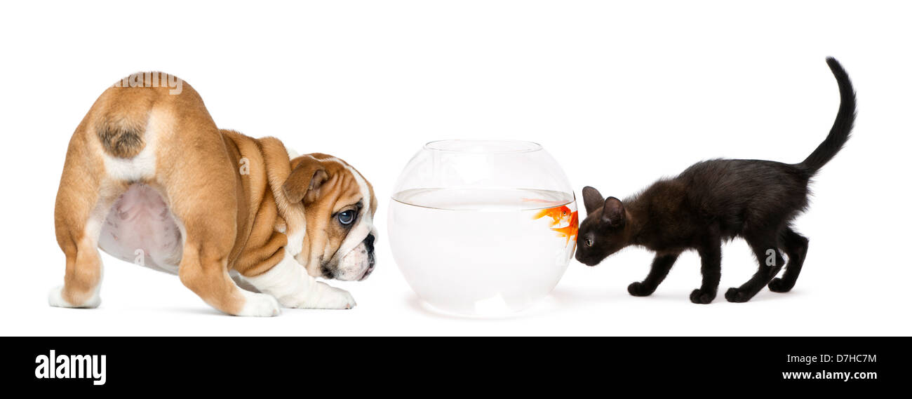 English Bulldog Puppy and black kitten looking at a goldfish in a bowl aquarium against white background Stock Photo