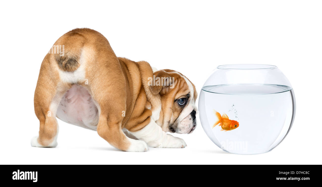 Rear view of an English Bulldog Puppy, 2 months old, staring at a goldfish in a bowl aquarium against white background Stock Photo