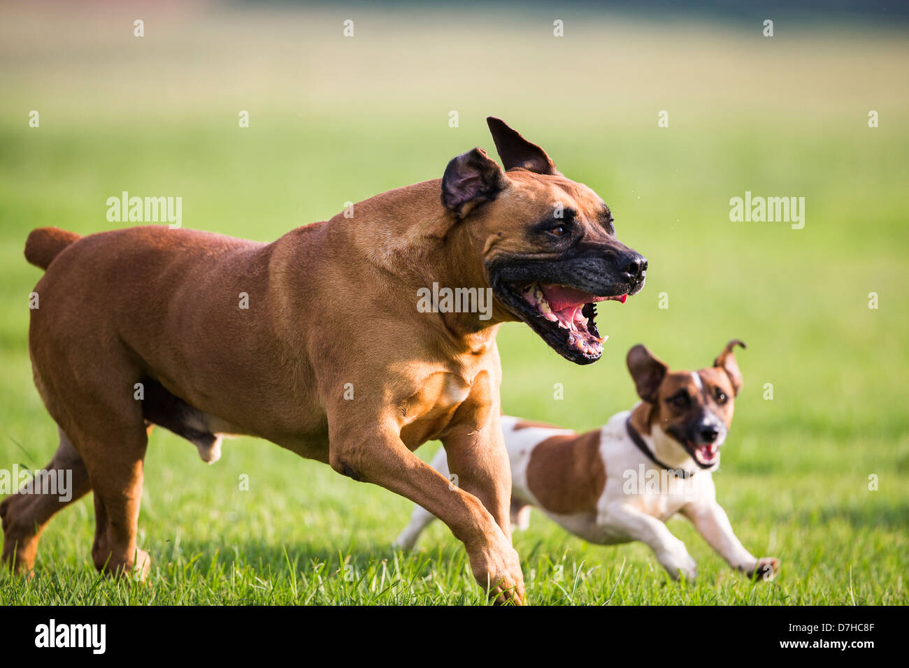 Boerboel playing with Jack Russell Terrier Stock Photo Alamy
