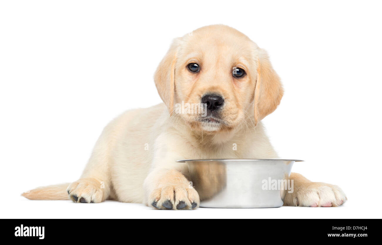 Labrador Retriever Puppy, 2 months old, lying down with metallic dog bowl against white background Stock Photo
