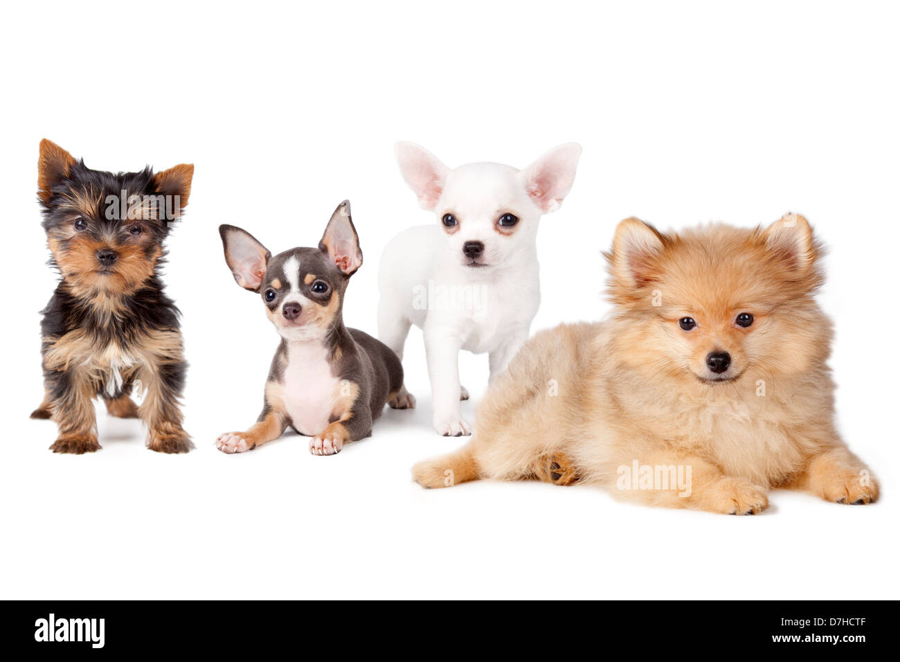 Group of dogs of various breeds, on a white background. Stock Photo