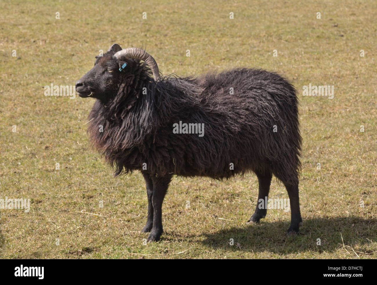 Hebridean sheep. Photograph shows a ewe. Stock Photo