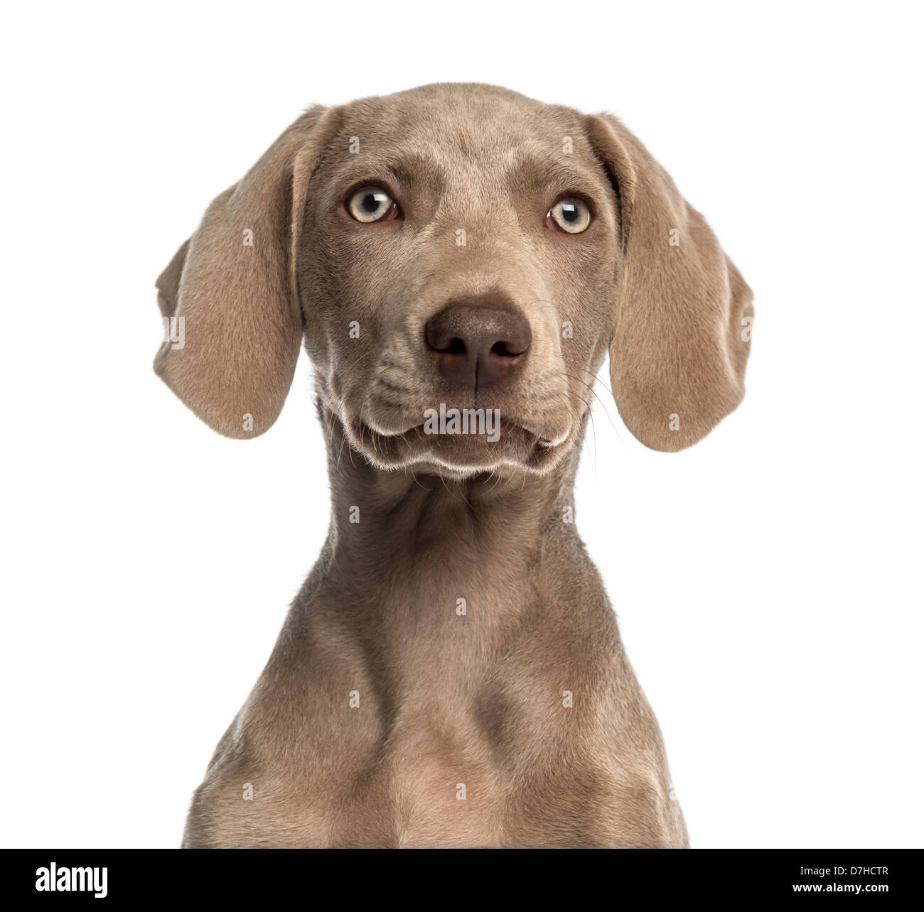 Close-up of a Weimaraner puppy, 2.5 months old, against white background Stock Photo
