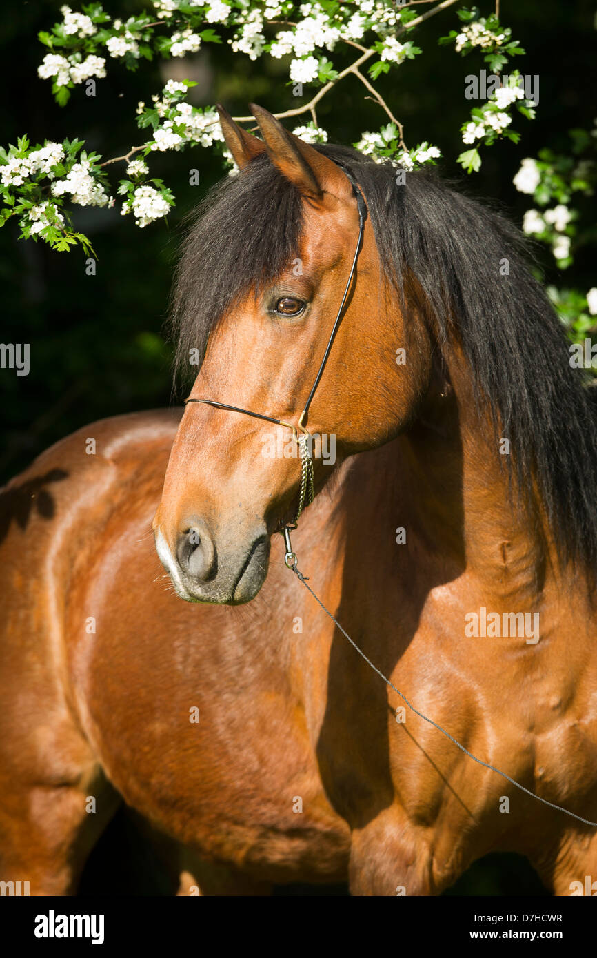 Andalusian Horse Portrait of bay stallion Stock Photo
