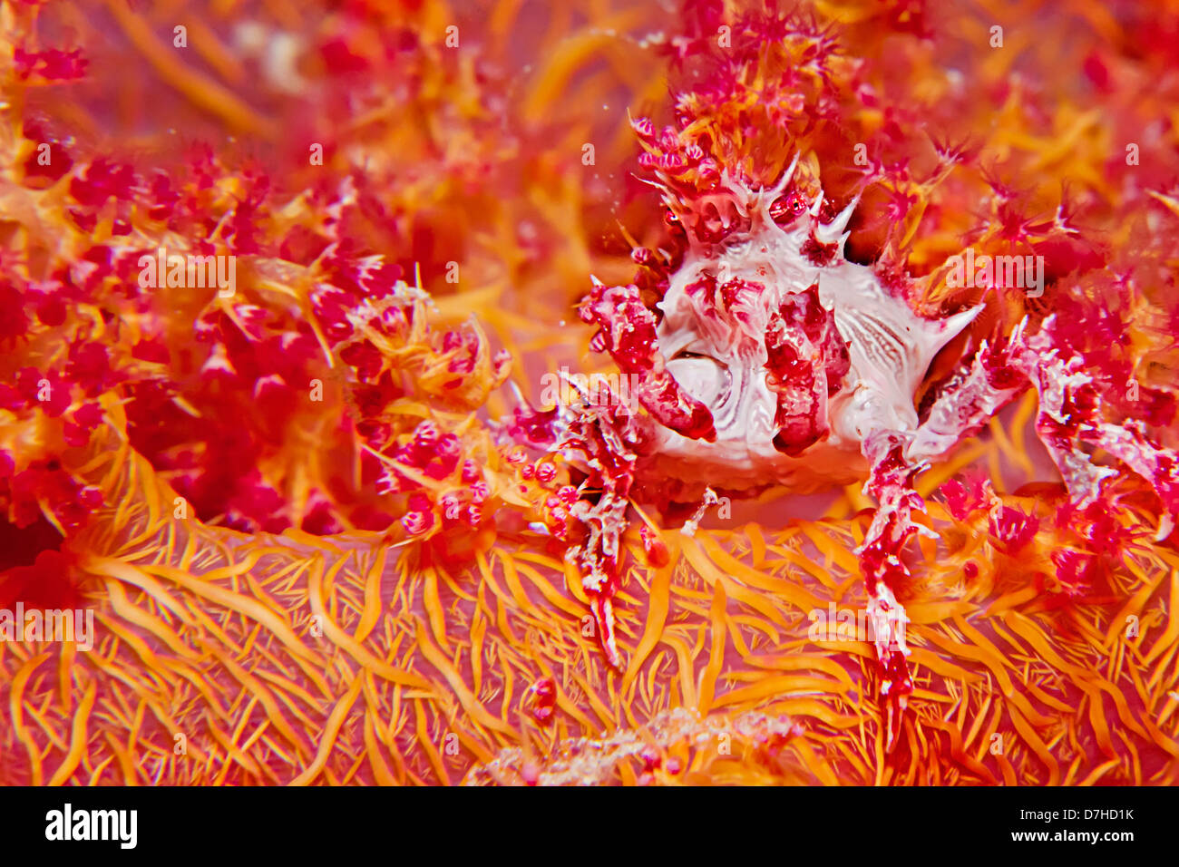 Soft Coral Spider Crab ( Hoplophrys oatesii ) Stock Photo