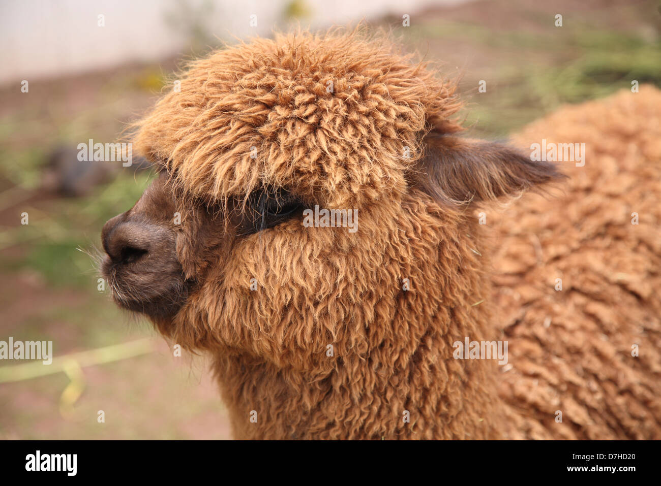 Südamerika south america Peru Lama alpaca alpaka Pako Stock Photo