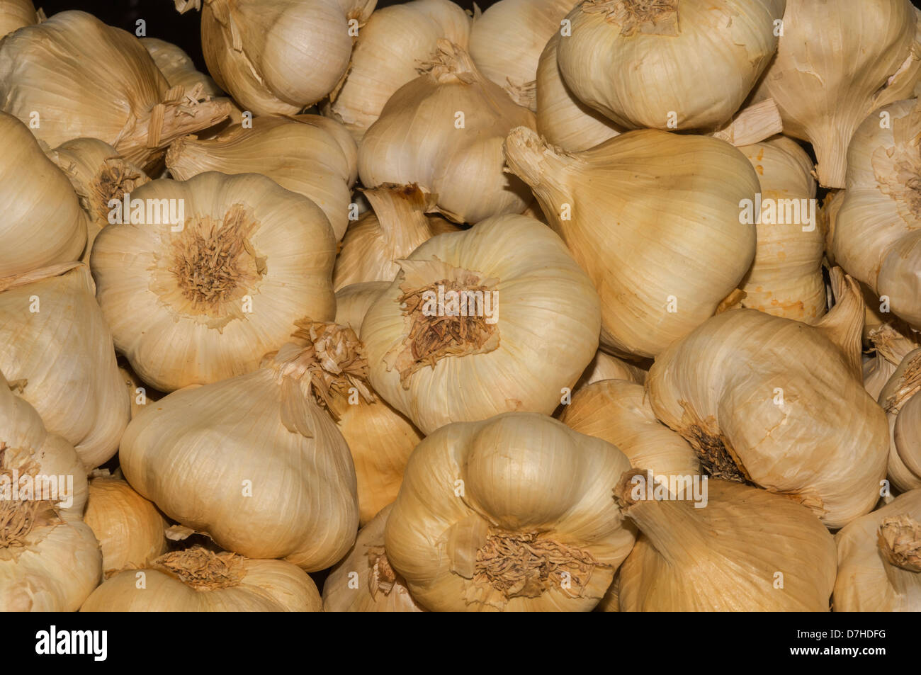 smoked garlic bulbs displayed at the festival of food and drink, Leyburn Stock Photo