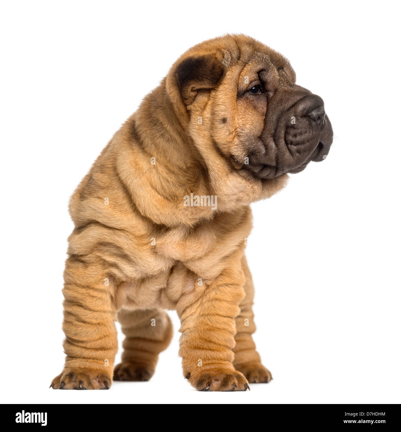 Shar Pei puppy, 2 months old, standing against white background Stock Photo