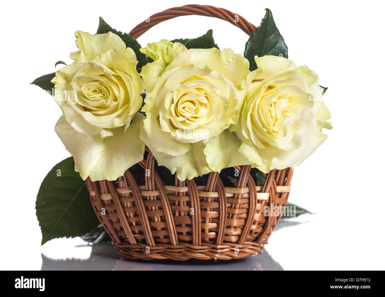 beautiful fresh roses on a white background Stock Photo - Alamy