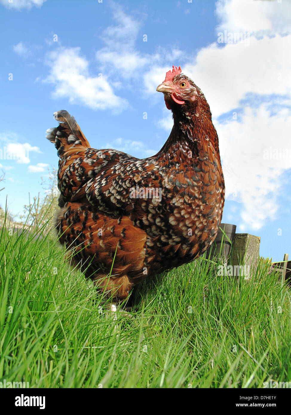 A cross breed chicken Stock Photo - Alamy