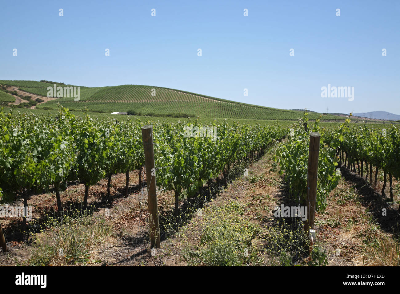 Chile Camino sin berma wine growing Stock Photo