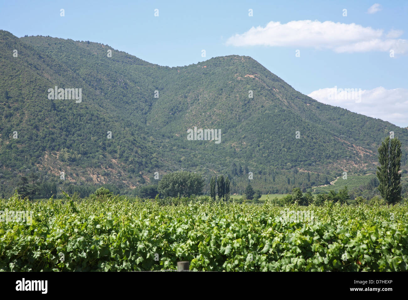 Chile wine growing Stock Photo