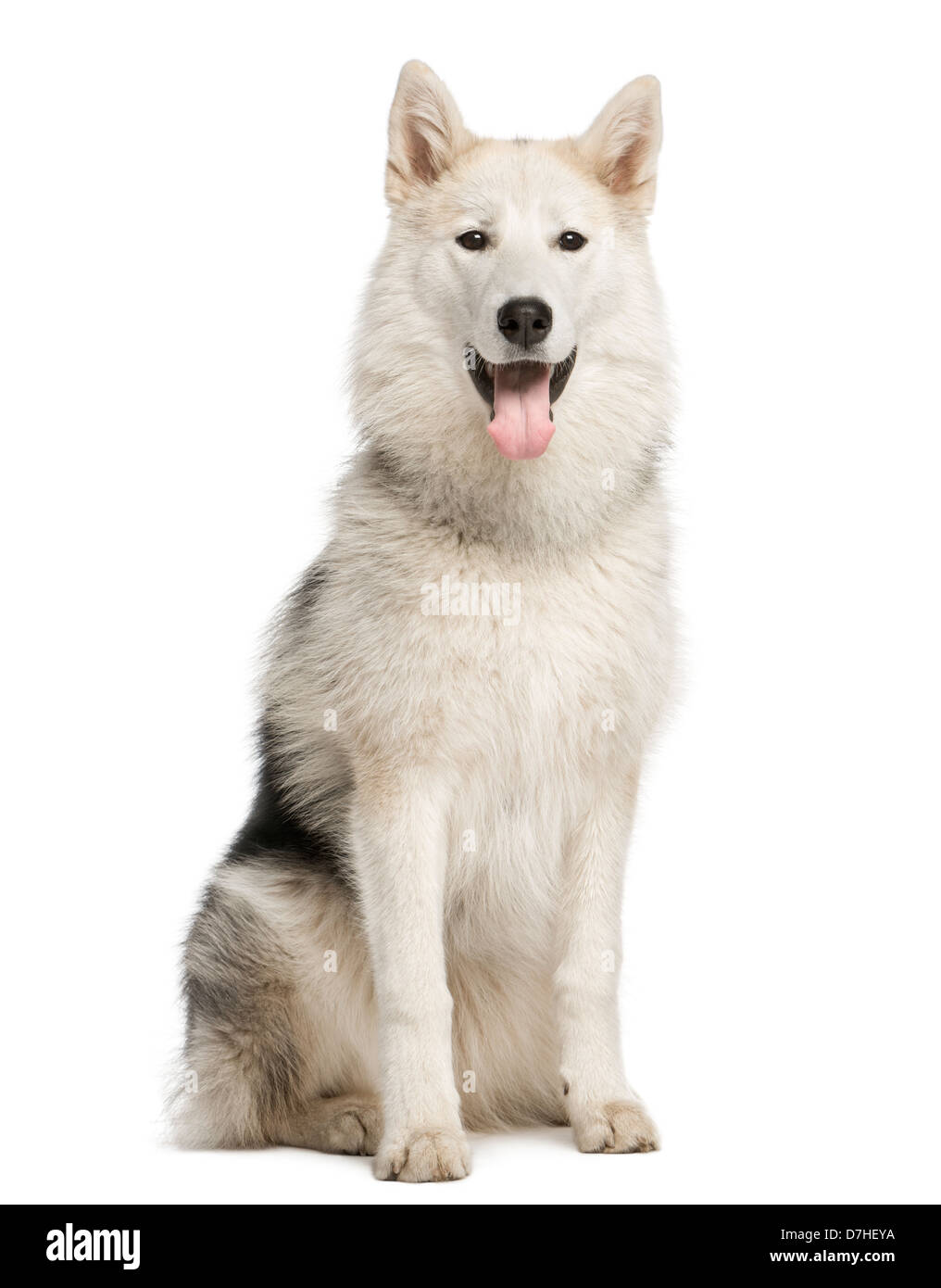Alaskan Malamute, 7 months old, sitting against white background Stock Photo