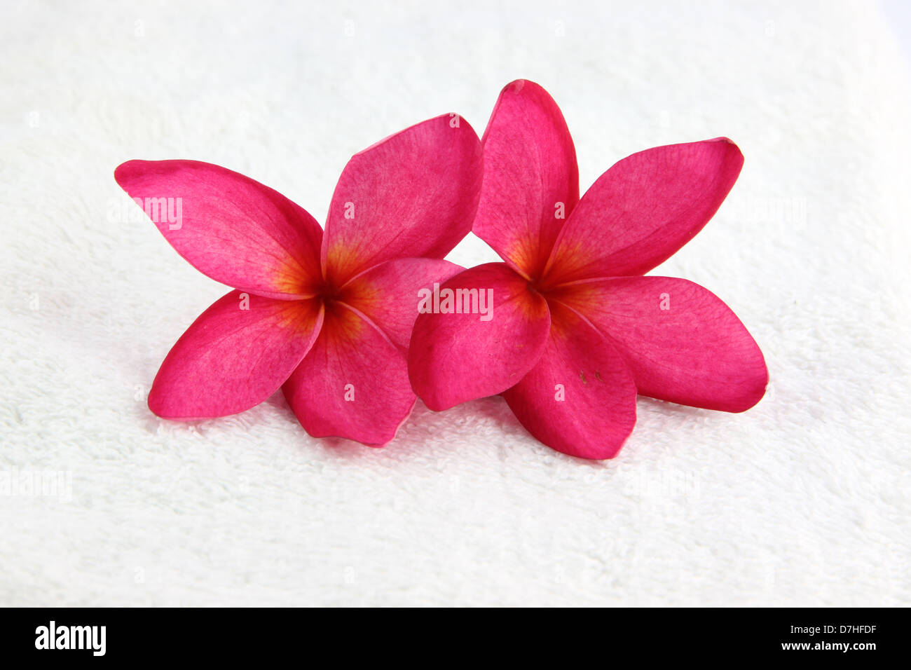 Red flowers with white towel on white background. Stock Photo