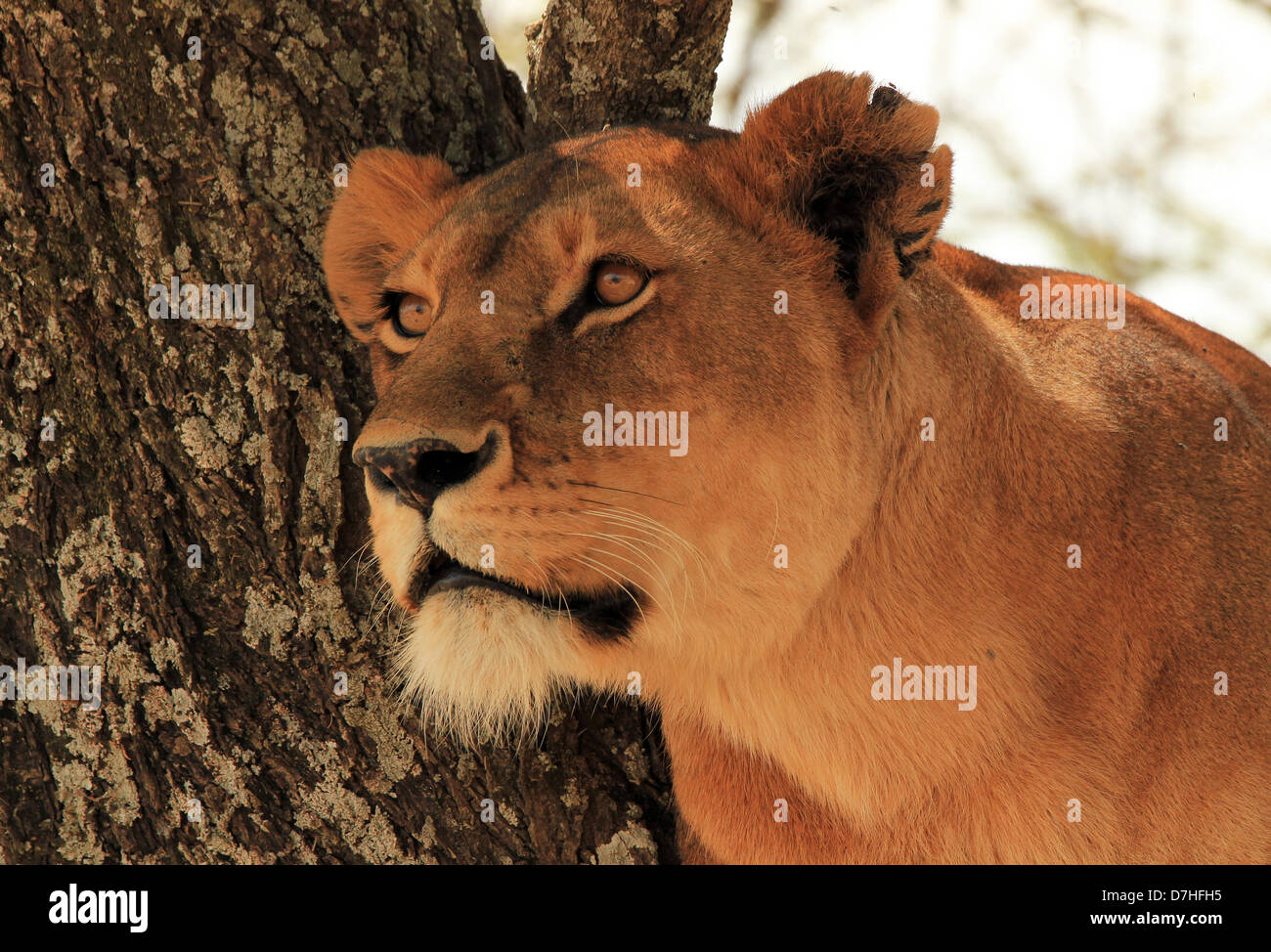 Portrait of a Lioness (Panthera Leo) in a Tree, Serengeti, Tanzania Stock Photo