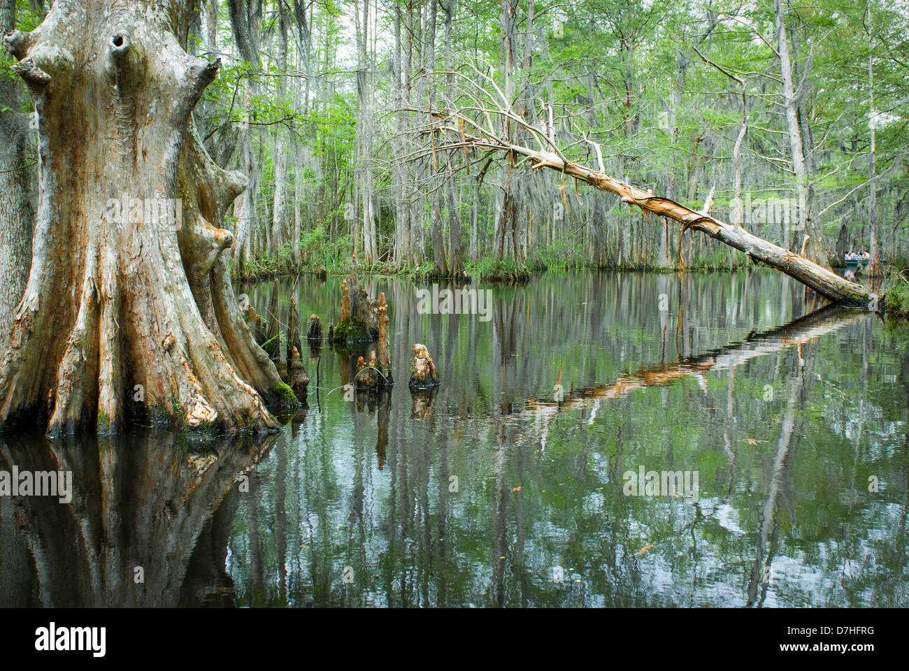 Swampland Louisiana bayou, USA Stock Photo