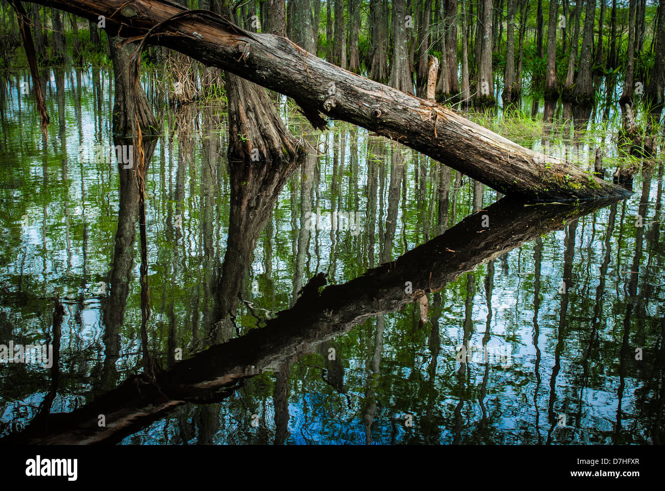 Swampland Louisiana bayou, USA Stock Photo