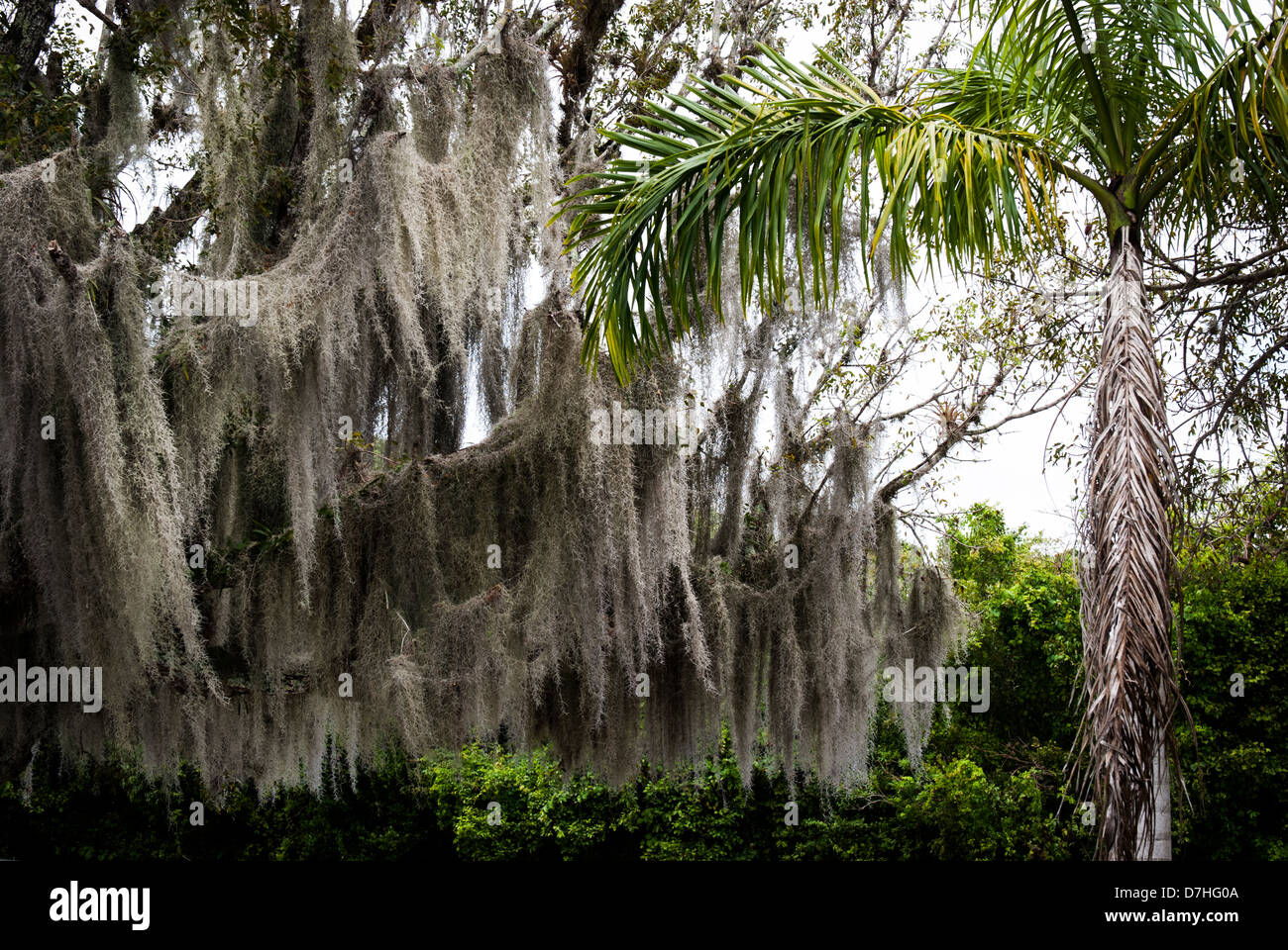 Spanish moss hangs from a tree in swampland Louisiana bayou, USA Stock Photo
