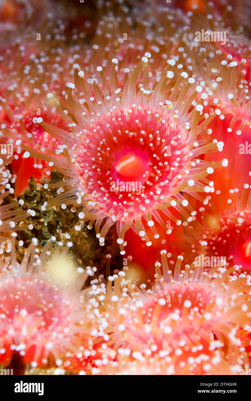 Red strawberry anemones with tentacles fully exposed Stock Photo