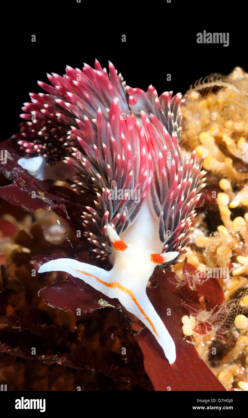 An underwater animal called a nudibranch crawls over a reef Stock Photo