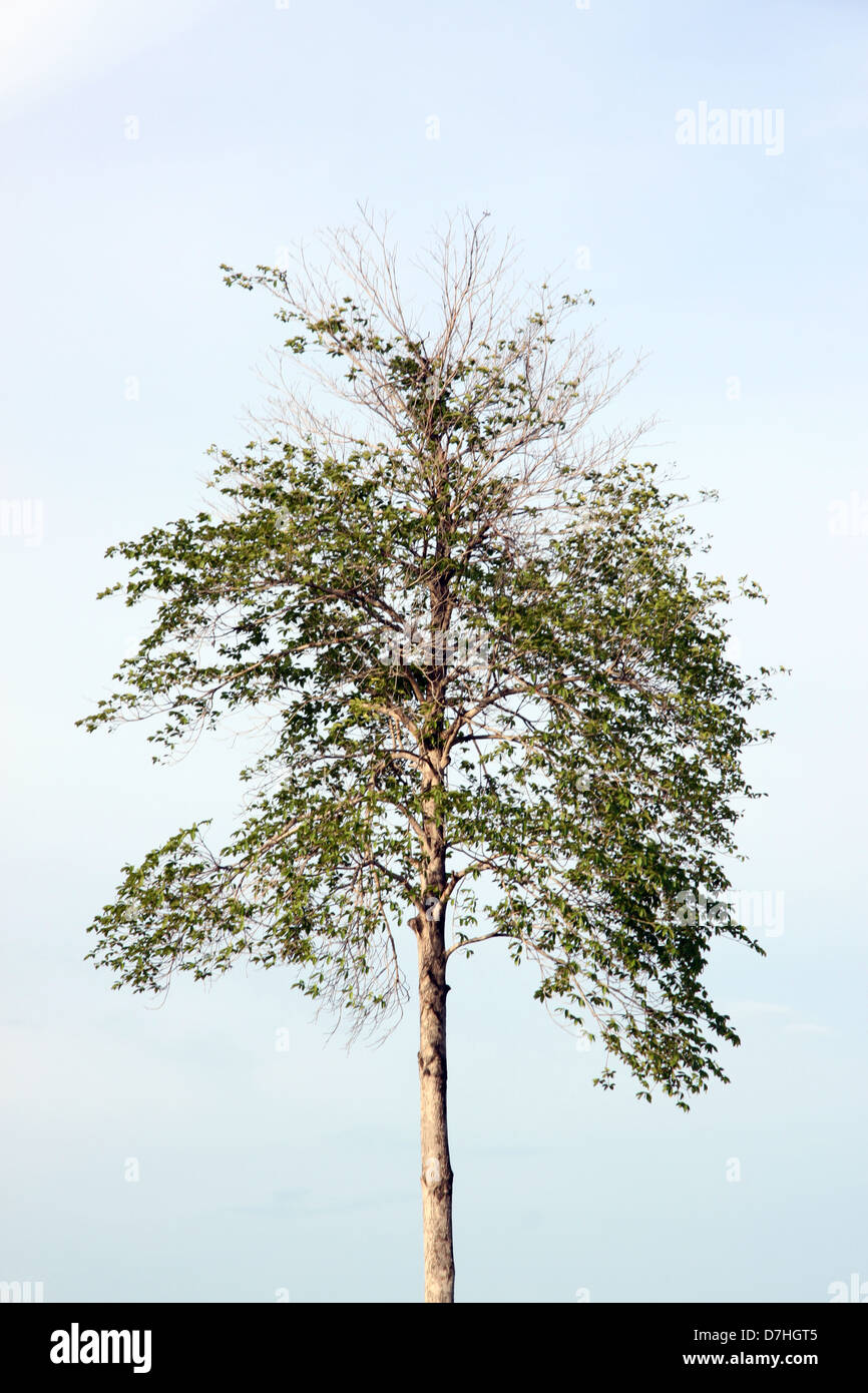 The trees in the Blue sky Background. Stock Photo