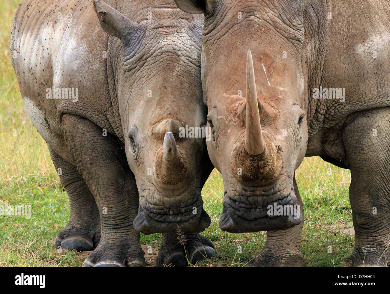 White Rhino (Ceratotherium simum) Couple, Lake Nakuru, Kenya Stock Photo