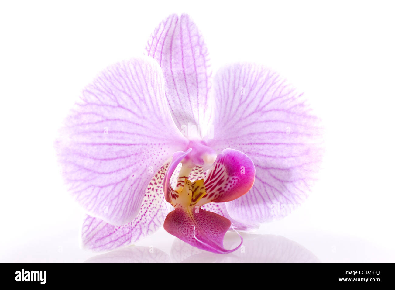 Phalaenopsis Duet Orchid Plant
