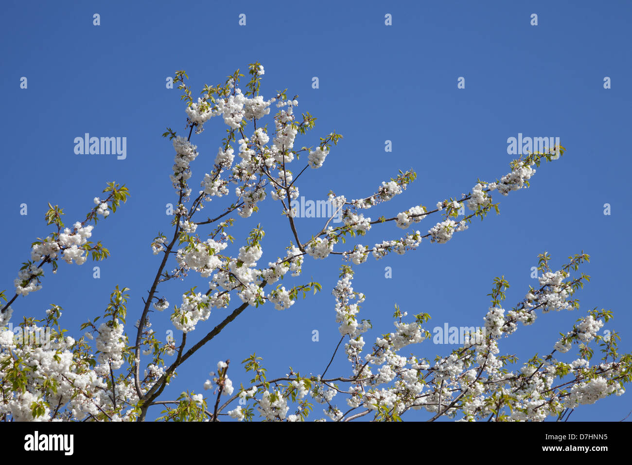 Wild Cherry Blossom Stock Photo