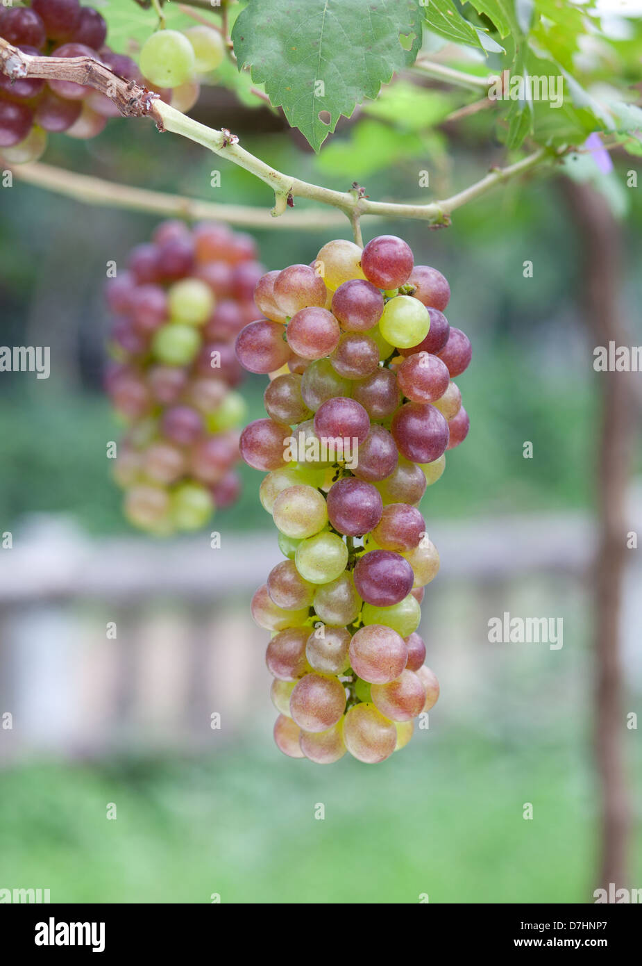 Red grape vine in vineyard Stock Photo