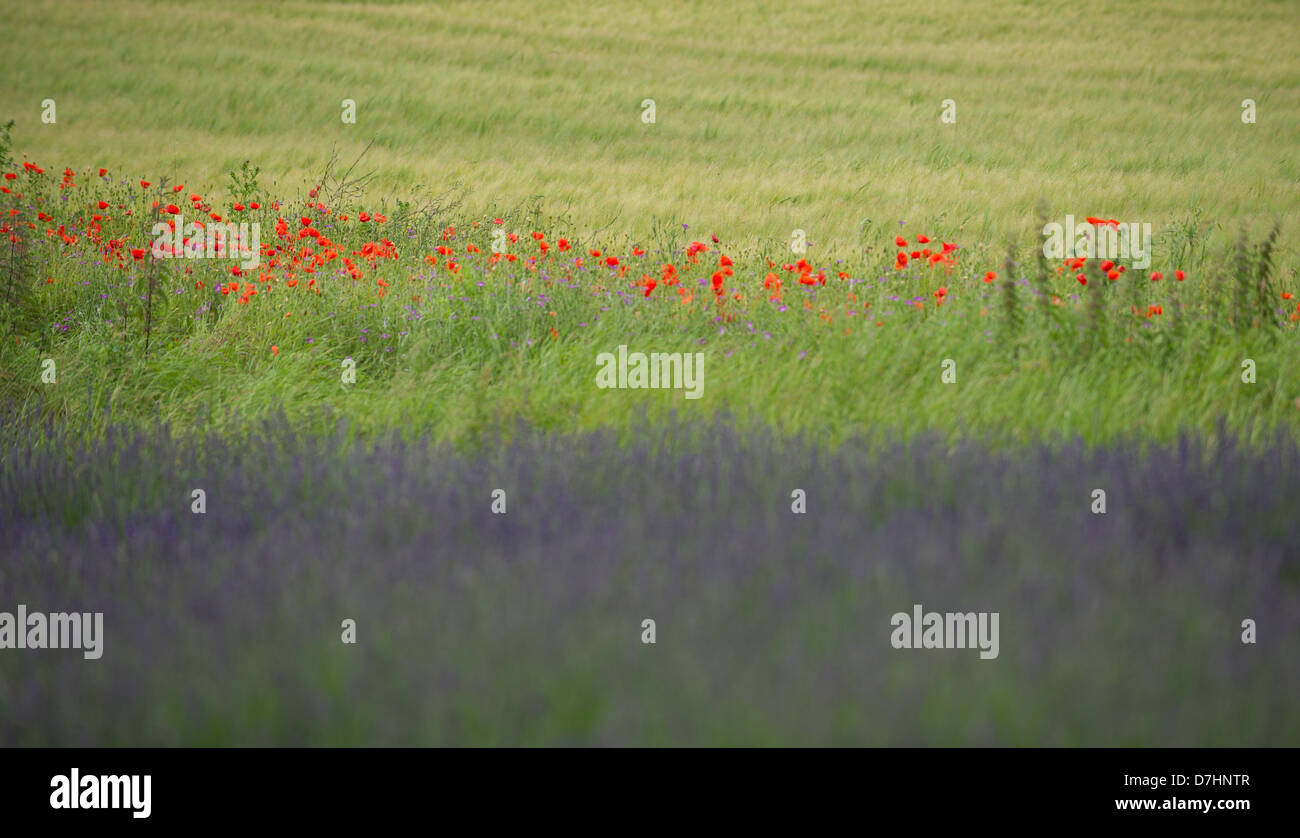 Lavender and poppies hi-res stock photography and images - Alamy