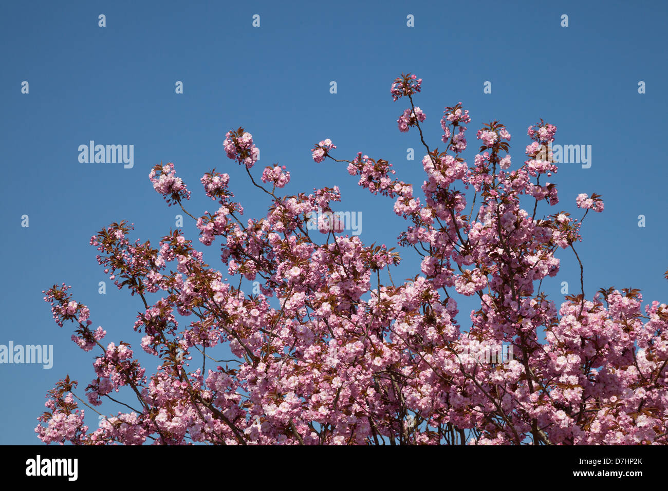 Japanese Cherry Blossom Stock Photo