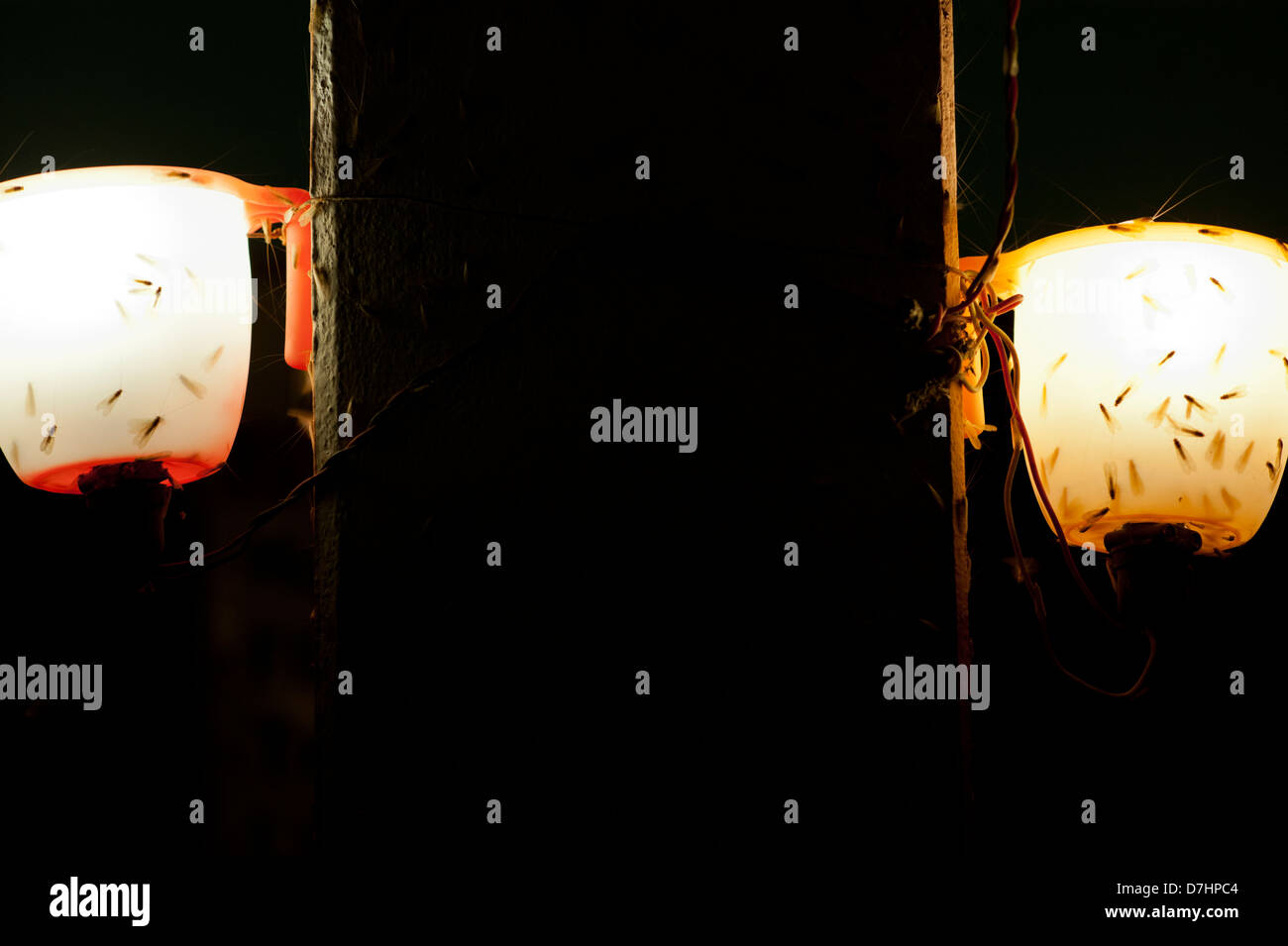 moths cover two makeshift lamp shades in a cafe near the Ganges, Varanasi, India. Stock Photo